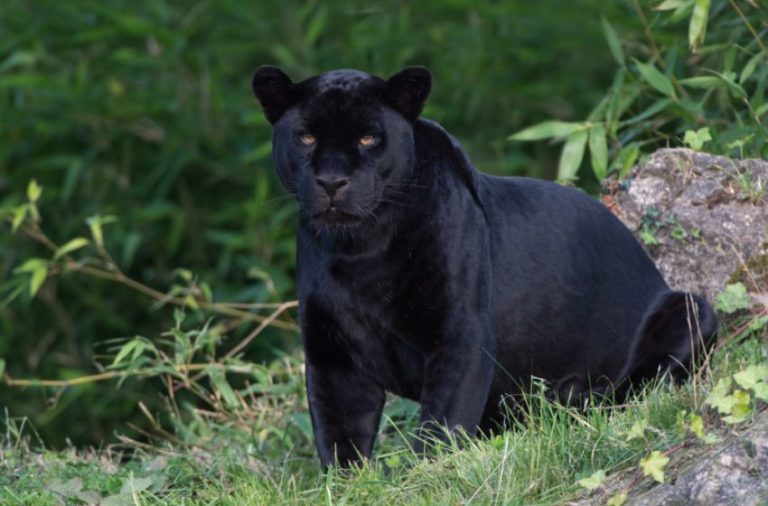 After many winters and summers, BLACK PANTHER WALKS THROUGH VOJVODINA