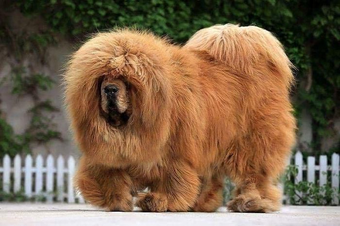 The most expensive dog in the world sold for 2 million euros